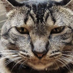 Meet your Posher, Donna